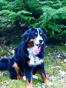Nach dem Lauf im Hundewald bei Blokhus - NordwestJütland - Dänemark
