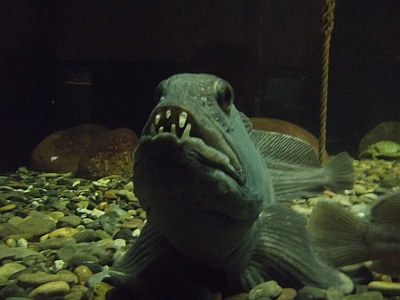 Weiterleitung zum Fiskeriets Hus - Museum & Akvarium in Hvide Sande / Dänemark