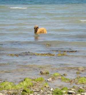 Hund in der Ostsee - Dänemark Hund in der Ostsee - Dänemark