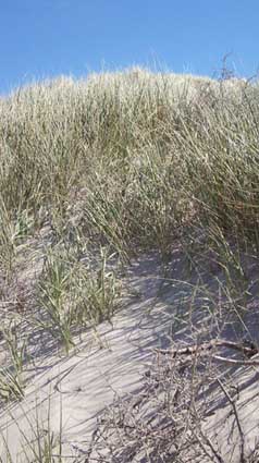 Nordsee - Dünen - Dänemark