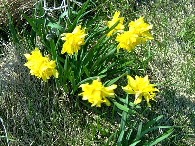 Blumen in Dänemark Blumen in Dänemark