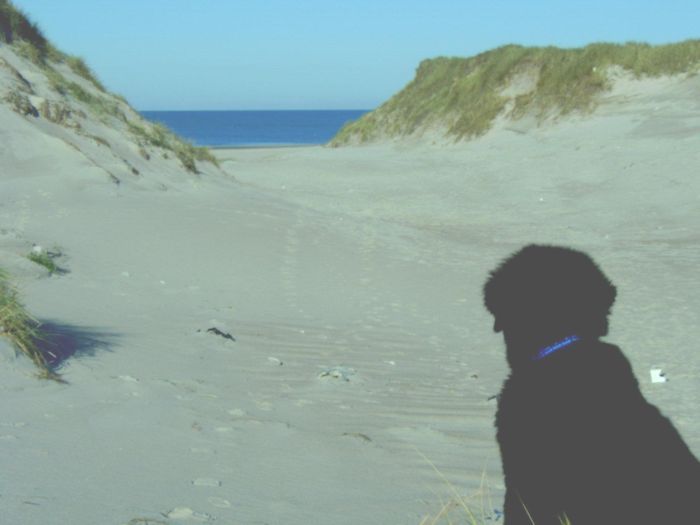 ....auch Hunde haben See(n)sucht....
