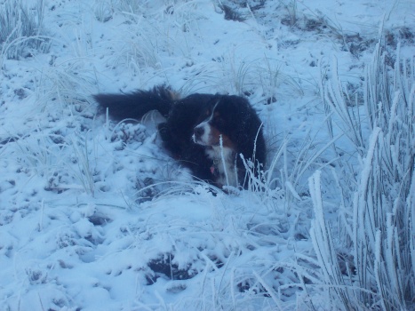 ein glücklicher BernerSennenhund in Dänemark
